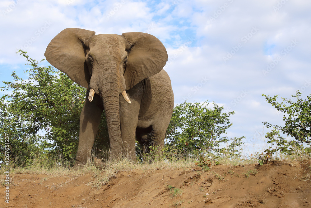 Obraz premium Afrikanischer Elefant / African elephant / Loxodonta africana