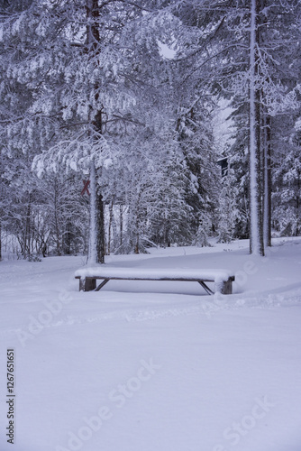 Panchina innevata photo