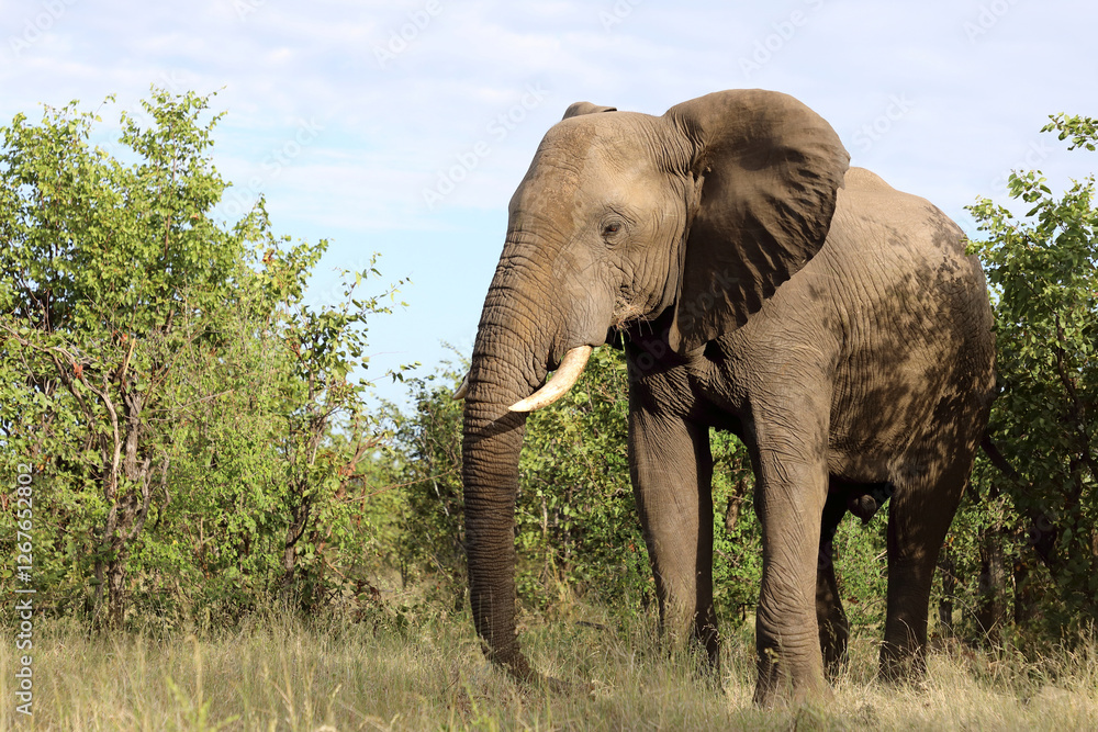 Obraz premium Afrikanischer Elefant / African elephant / Loxodonta africana