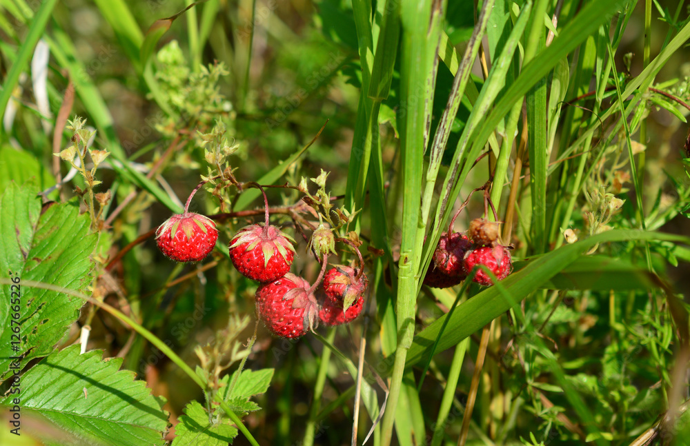 Wild Strawberries in the Meadow close up Wild Strawberries in the Meadow close up
