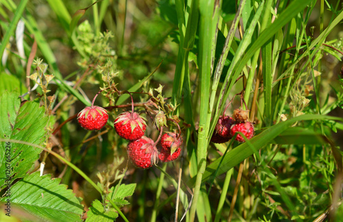Wild Strawberries in the Meadow close up