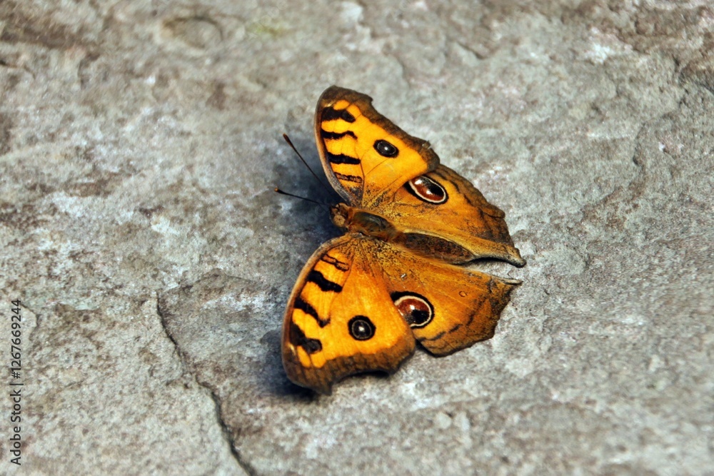 Schmetterling Schmetterling