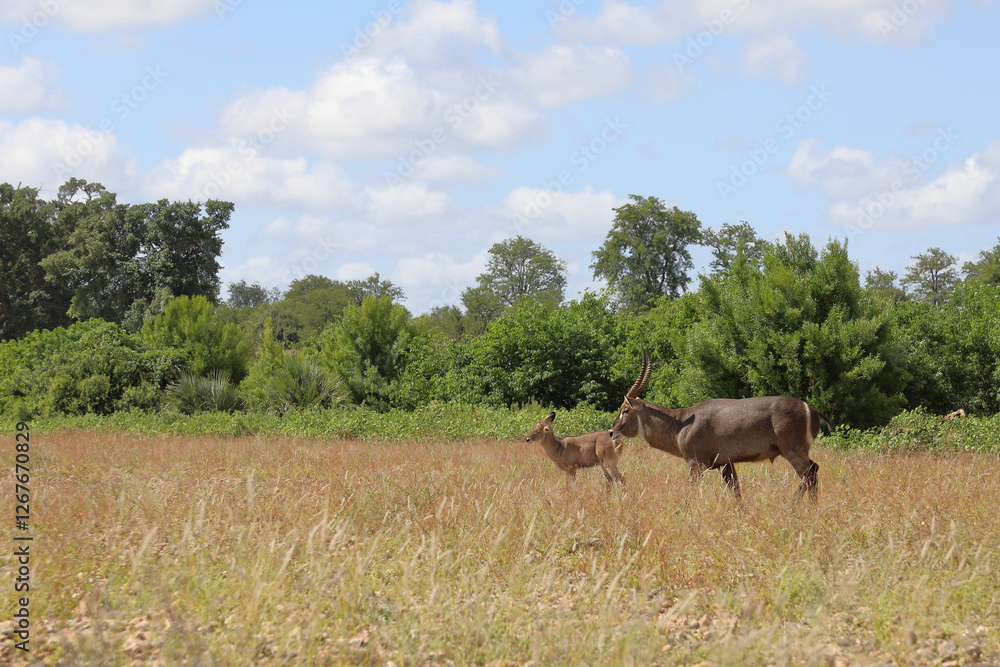 Wasserbock / Waterbuck / Kobus ellipsiprymnus.. Wasserbock / Waterbuck / Kobus ellipsiprymnus..