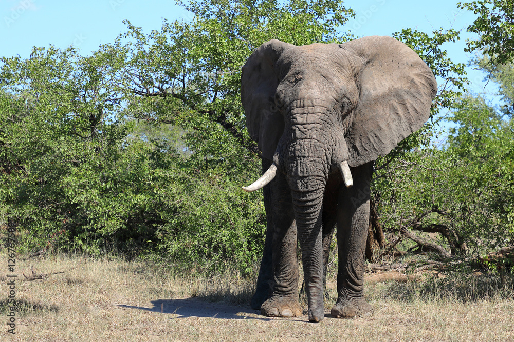 Obraz premium Afrikanischer Elefant / African elephant / Loxodonta africana