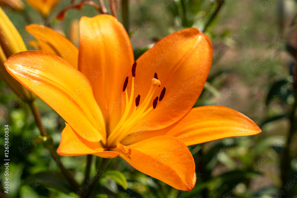 Orange lily flower in the flower farm Orange lily flower in the flower farm