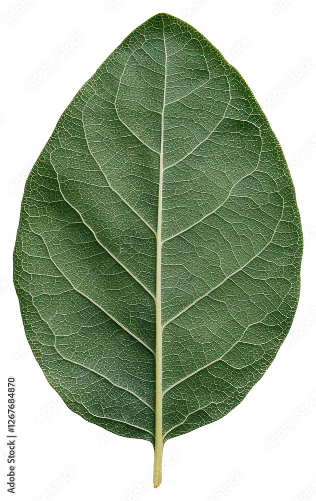 Obraz premium Detailed Green Leaf with Visible Veins and Speckled Texture Isolated on Transparent Background