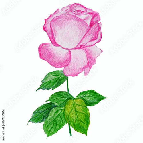 Pink rose flower on a stem with leaves hand drawn with colored pencils isolated on white background. Botanical illustration.