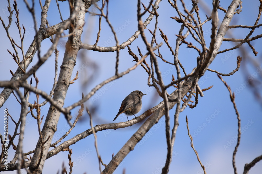 bird on a branch bird on a branch