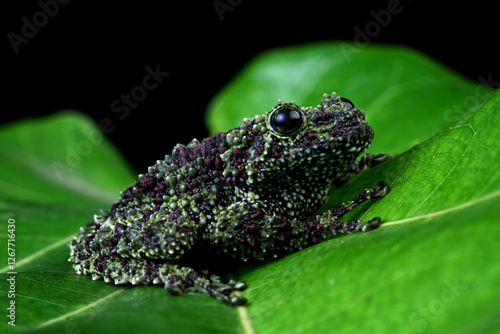 Vietnamese mossy frog sitting on leaves, moss tree frog isolated on black background