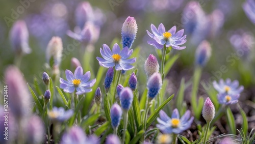 Close-up of purple wildflowers in a natural setting with green grass and soft focus background Copy Space