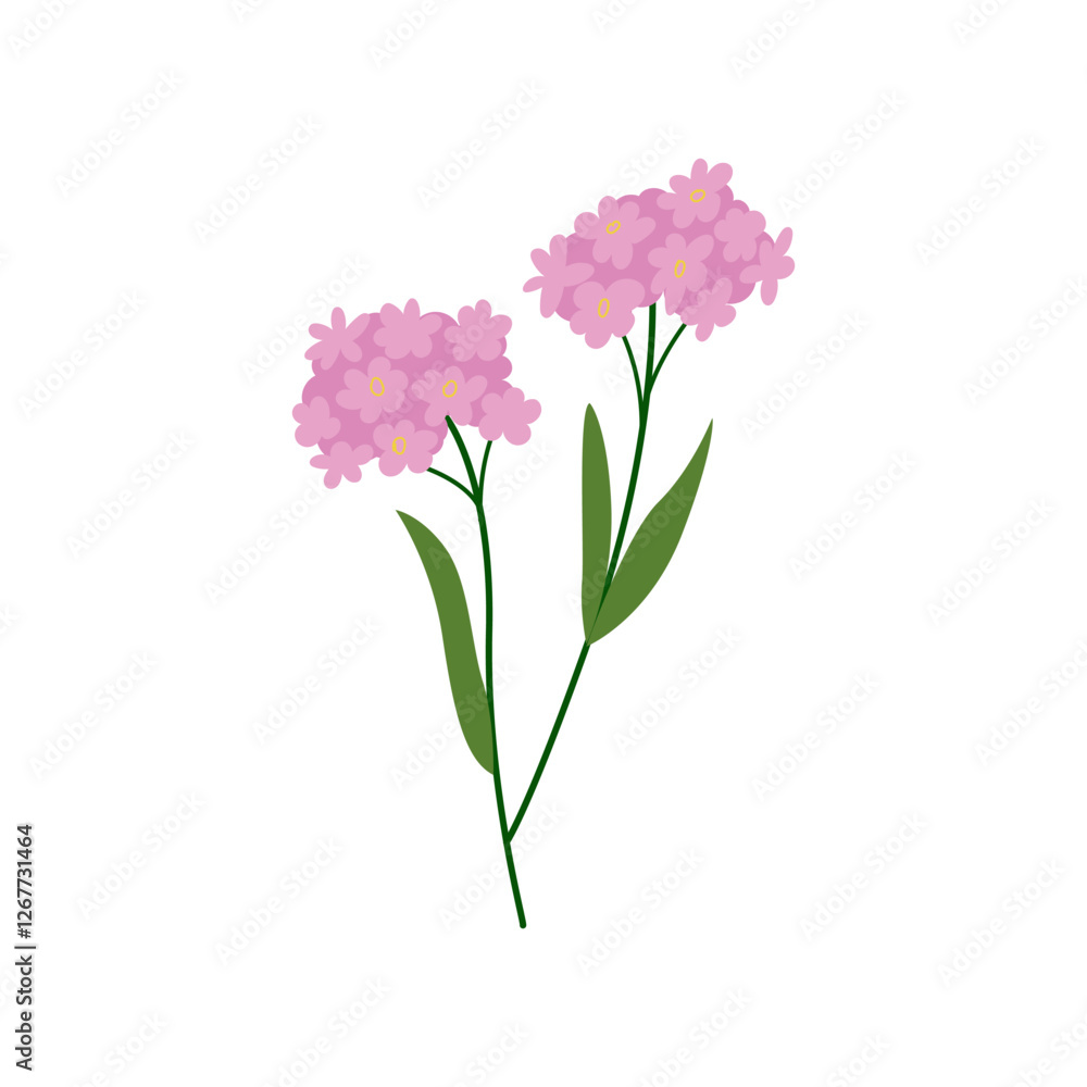 Pink forget me not flower brunch. Vector flat botanical spring illustration on isolated background Pink forget me not flower brunch. Vector flat botanical spring illustration on isolated background