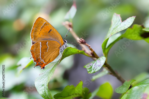 Brown hairstreak, Thecla betulae. Orange butterfly on a green plant.