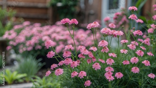 Wallpaper Mural Pink flowering plants in garden setting with blurred background of additional blossoms and green foliage Copy Space Torontodigital.ca
