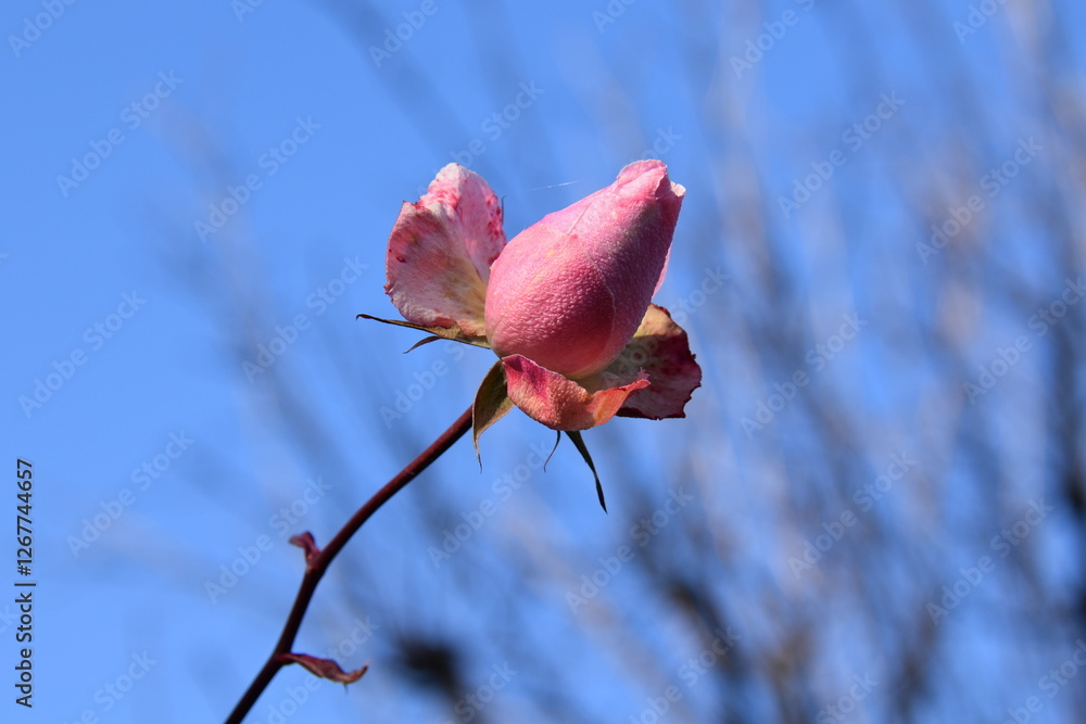 Fototapeta premium pink rose buds