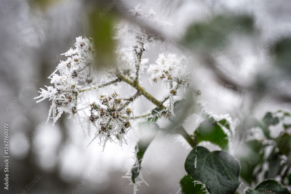 frozen leaves and flowers of Hedera helix frozen leaves and flowers of Hedera helix