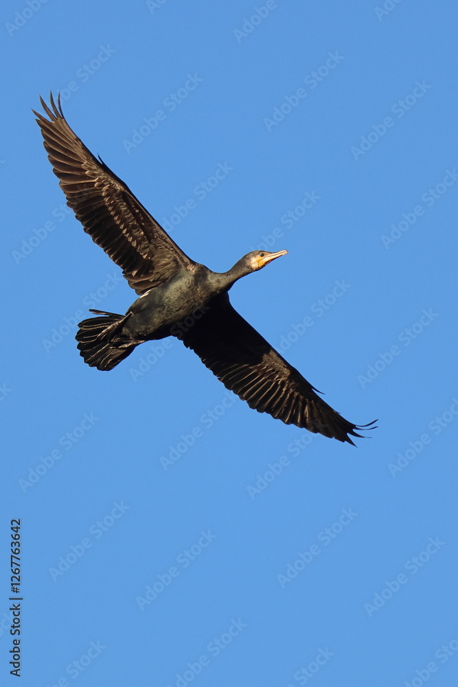 Obraz premium nero nel blu