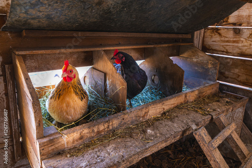 Chickens sitting on a nest of fresh hay, in a rustic wooden coop.