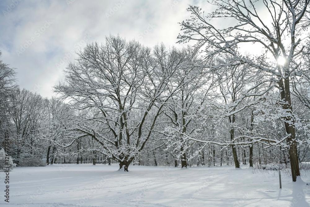 Obraz premium Winter, Schnee, Park, Großer Tiergarten, Tiergarten, Mitte, Berlin, Deutschland