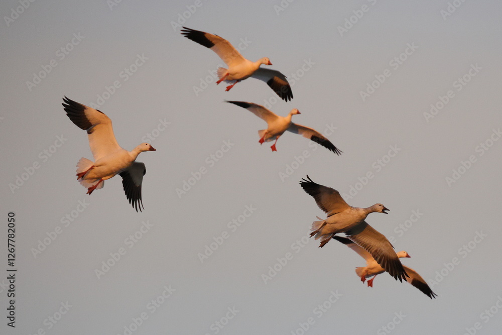 Obraz premium Canadian snow geese landing in farmer's gleaning field in the late evening golden hour light. 