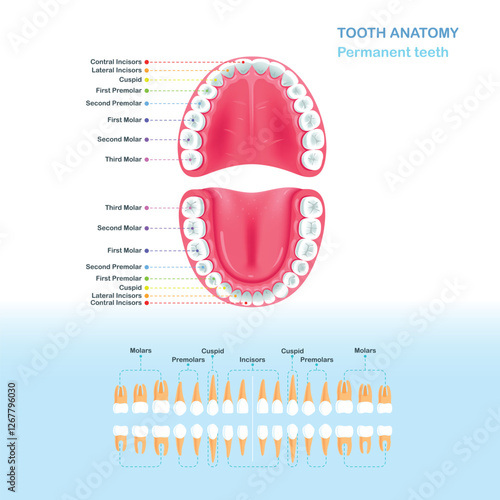 Scheme of Permanent Adult Teeth. Open mouth. Flat style vector illustration clipart