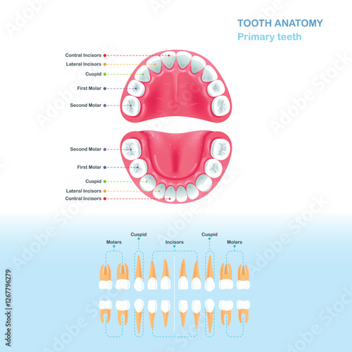 Diagram of children's deciduous teeth
Open mouth. Modern flat style vector illustration clipart