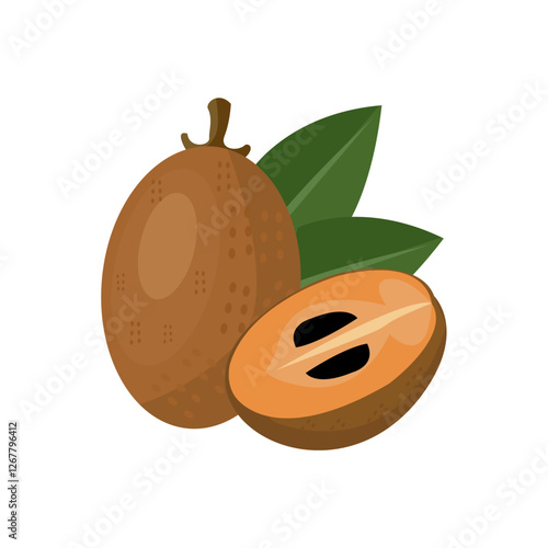 vector illustration of an sapodilla fruit