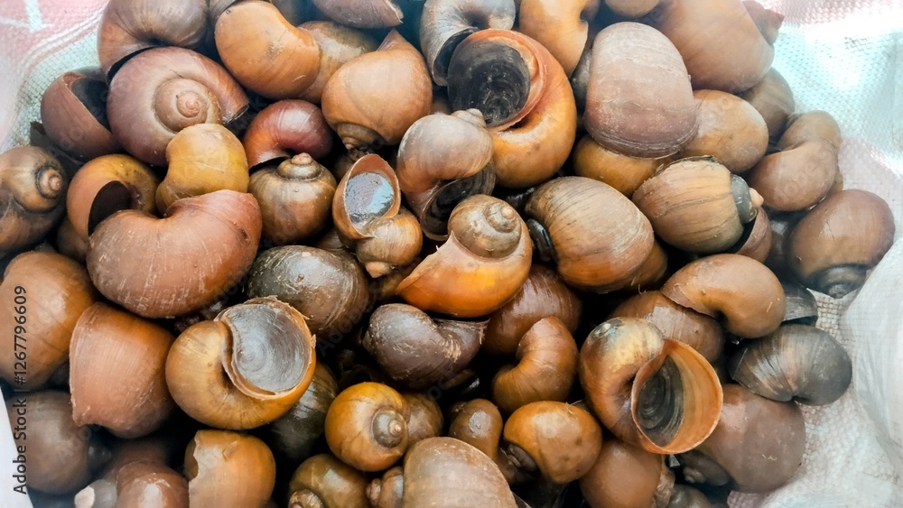 South East Asia Rice Field Golden Apple Snails: A Culinary and Cultural Delight
South East Asia Rice Field Golden Apple Snails: A Culinary and Cultural Delight