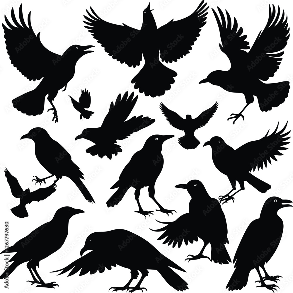Obraz premium collection of birds