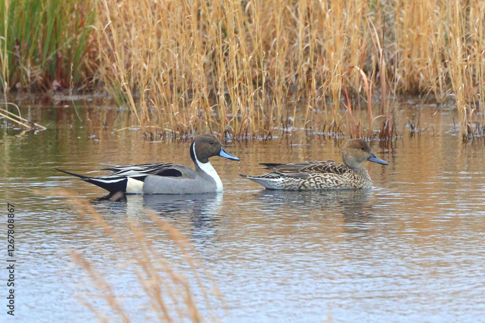 Northern pintailed ducks on pond and flying in golden evening hour. Northern pintailed ducks on pond and flying in golden evening hour.