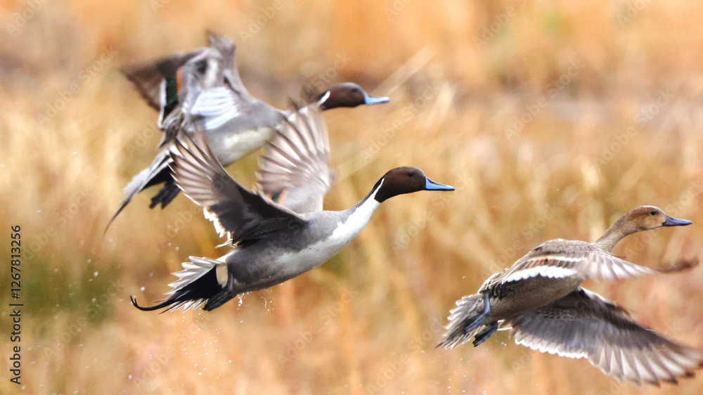 Obraz premium Northern pintailed ducks on pond and flying in golden evening hour. 