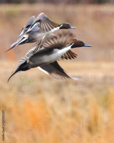 Northern pintailed ducks on pond and flying in golden evening hour.  photo