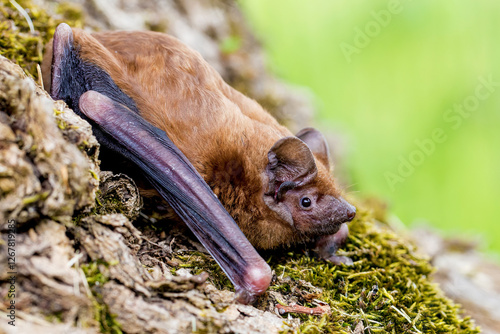 The common noctule (Nyctalus noctula)