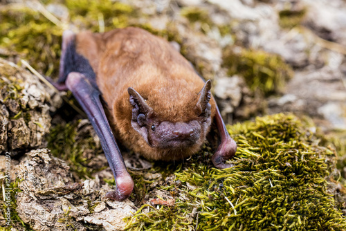 The common noctule (Nyctalus noctula)