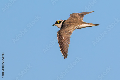 The little ringed plover (Charadrius dubius)