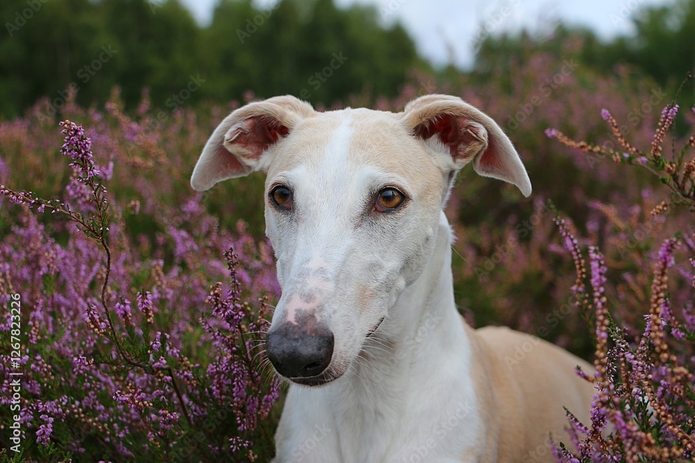 Obraz premium close up head portrait of a beautoful brown galgo in a field of pink heather
