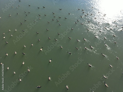 Aerial view of a flock of wild geese on a sunny pond - Vue aérienne d'un groupe d'oies sauvages sur un étang ensoleillé