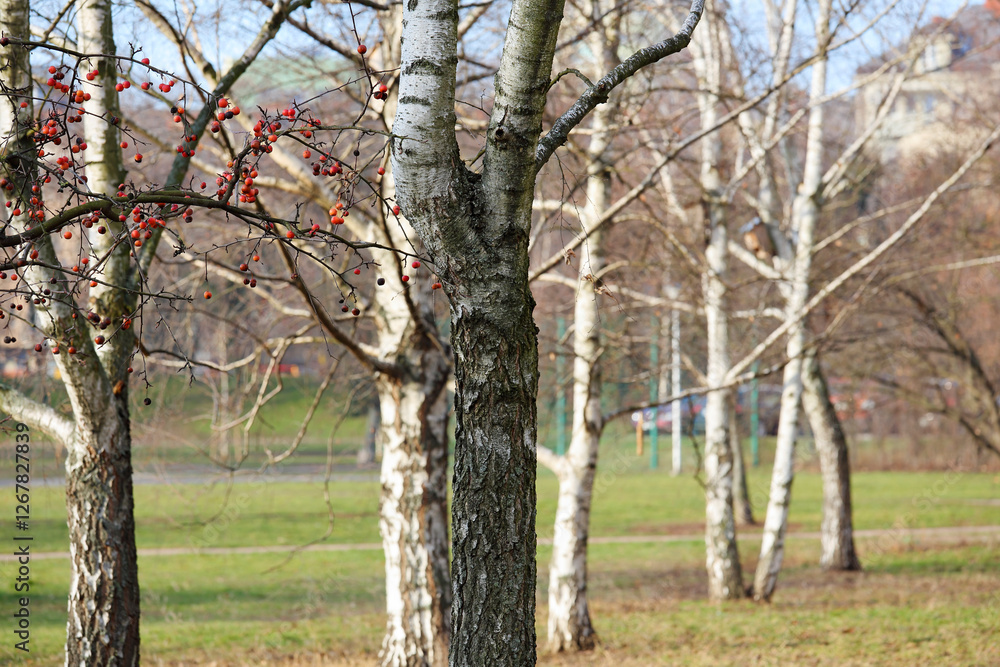 Birch trees growing in a public park, seen here in a snowless winter Birch trees growing in a public park, seen here in a snowless winter