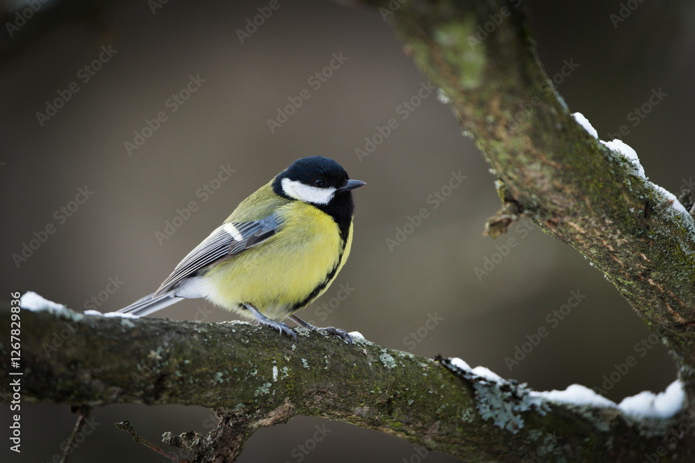 Parus major aka great tit perched on the tree branch. Common bird in Czech republic. Isolated on blurred background. Parus major aka great tit perched on the tree branch. Common bird in Czech republic. Isolated on blurred background.