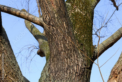 Wallpaper Mural Partial view of a thick tree trunk and branches of a tree Torontodigital.ca