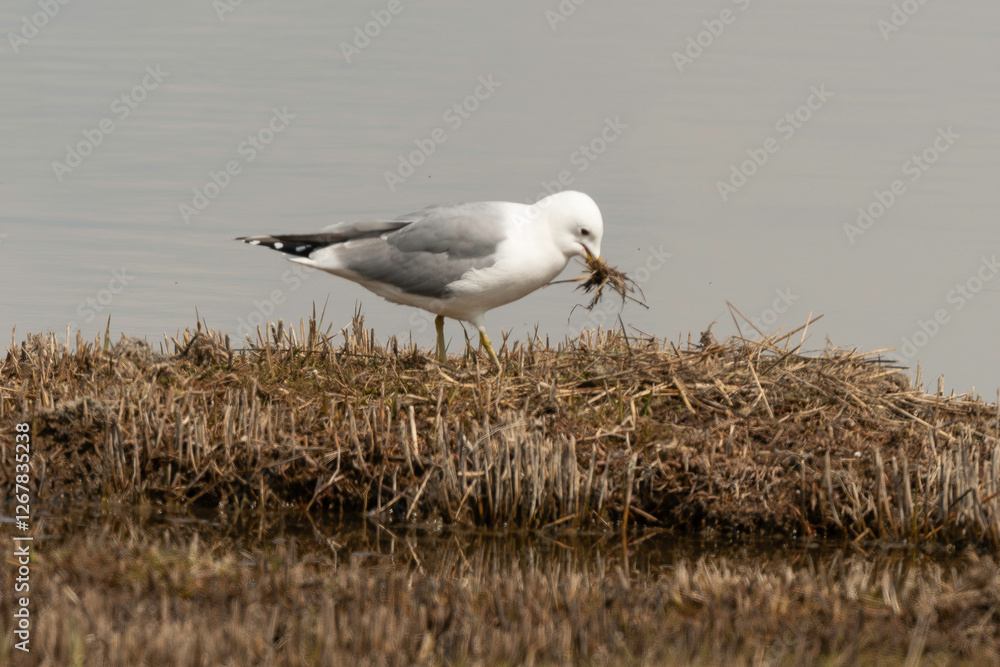 Goéland cendré, nid,.Larus canus, Common Gull Goéland cendré, nid,.Larus canus, Common Gull
