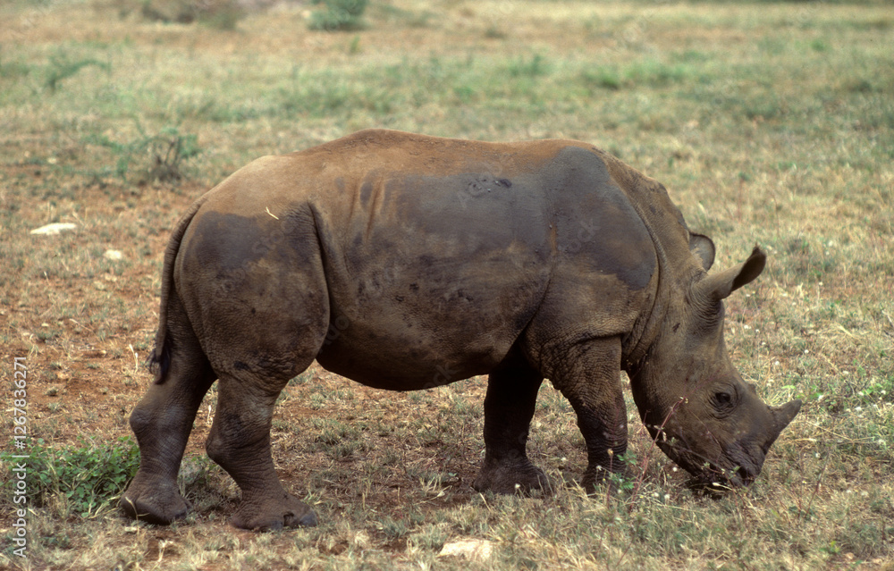 Rhinocéros blanc du Nord, jeune, Ceratotherium simum cottoni, Parc national de Meru, Kenya Rhinocéros blanc du Nord, jeune, Ceratotherium simum cottoni, Parc national de Meru, Kenya