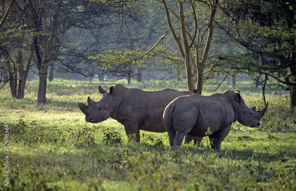 Fototapeta premium Rhinocéros noir, diceros bicornis, Parc national du N.Gorongoro crater, Tanzanie