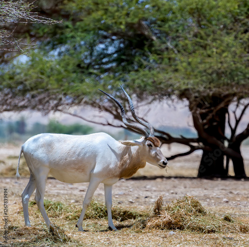 Antelope addax (Addax nasomaculatus) known as the screw-horn antelope. Due to...