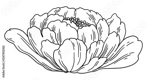 Peony Bloom Line Drawing