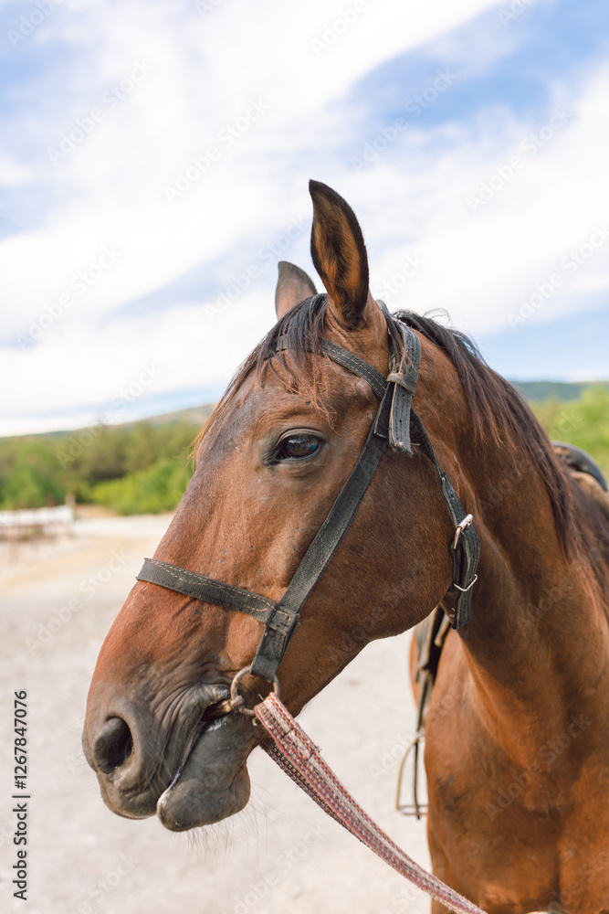 Brown horse with a bridle stands patiently in a sunny outdoor setting during the day Brown horse with a bridle stands patiently in a sunny outdoor setting during the day