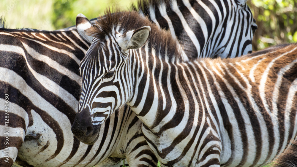 Zebras in their natural habitat exhibit striking and unique black and white patterns Zebras in their natural habitat exhibit striking and unique black and white patterns