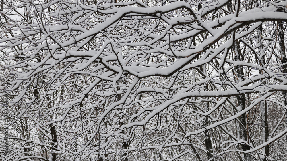 Graphics winter drawing of branches under snow Graphics winter drawing of branches under snow