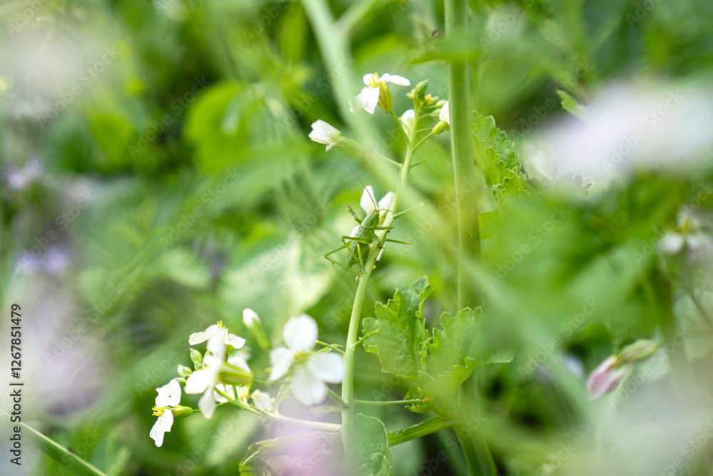Great Green Bush-Cricket (Tettigonia viridissima) perched on flowering radish stem in vegetable garden, showing natural garden biodiversity