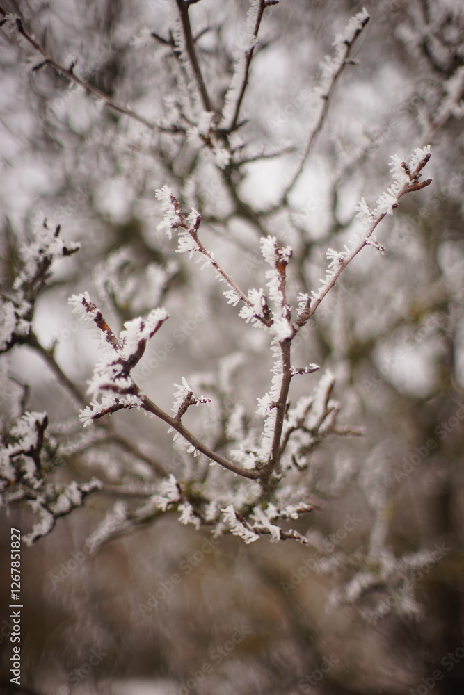 branches of a pear tree covered with frost branches of a pear tree covered with frost