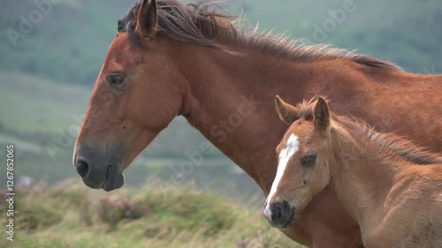 Mare with her foal facing the mountain wind in slow motion - 195
